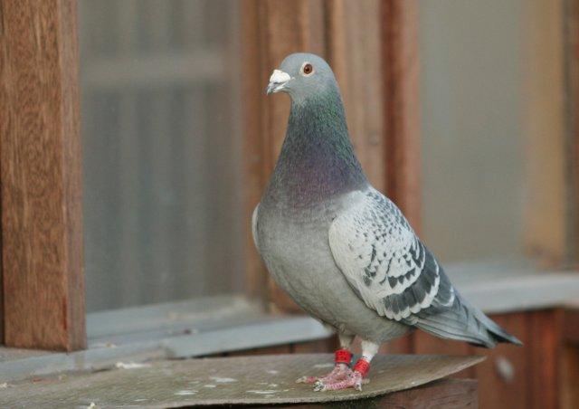 As pigeon yearling