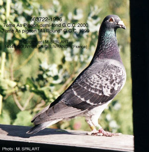 Pigeon Voyageur